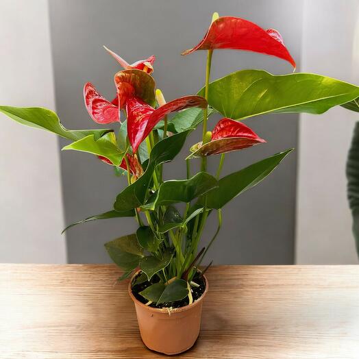 Anthurium Rojo