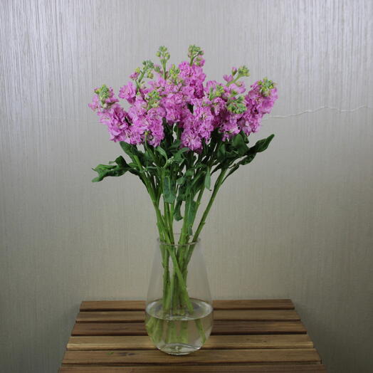 Pink Matthiola Vase