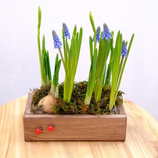 Корпоративные композиции с первоцветами (мускари и нарциссы) для коллег женщин