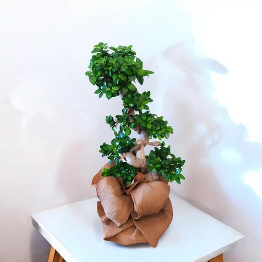 Bonsai 80 cm