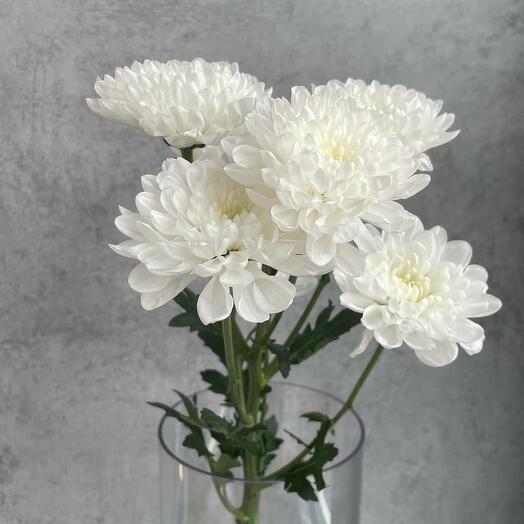 Хризантема "Балтика"