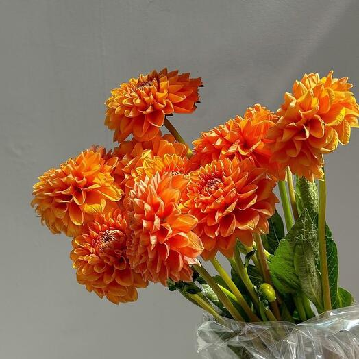 Flower dream