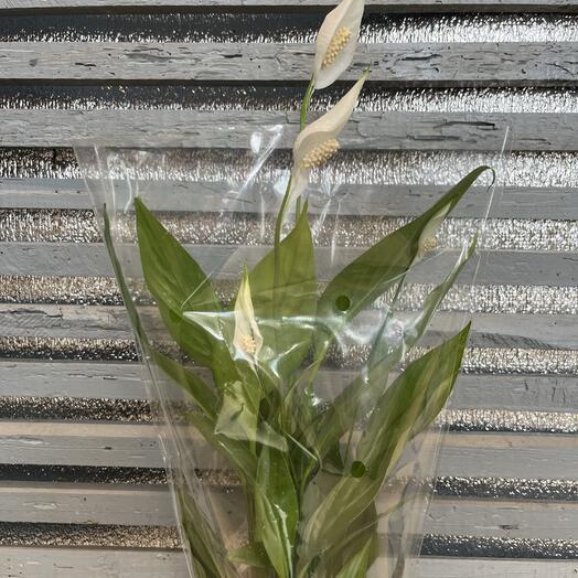 Flowershop pinsk