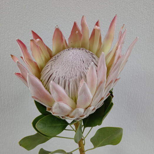 Ирис Blumen на Дуки