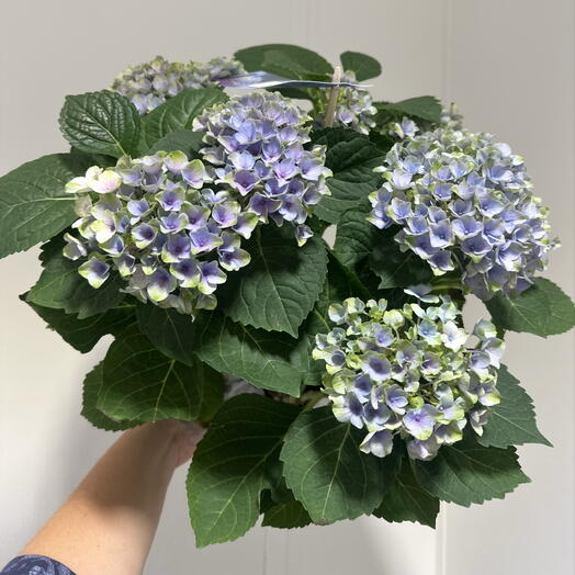 Studiya Lavanda