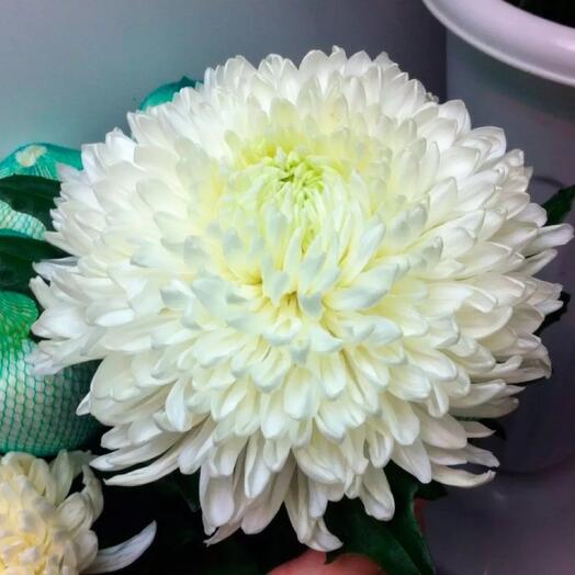 Chrysanthemum Monobuton