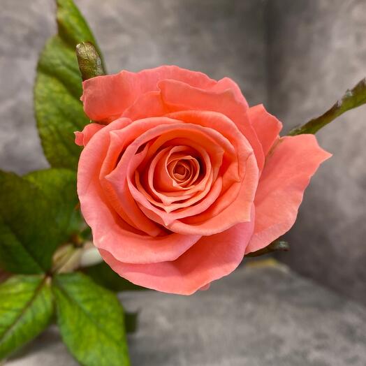 Rosa Fragante Rusia