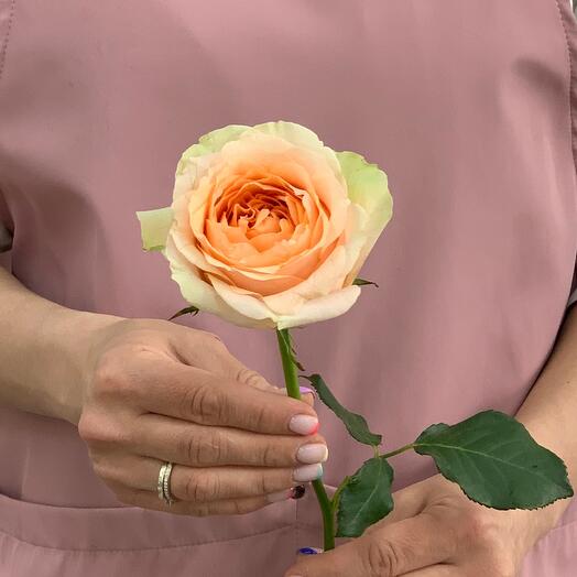 Rosa de una sola cabeza "Gravity"