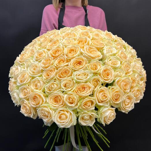 Rosa Peach Avalange 101
