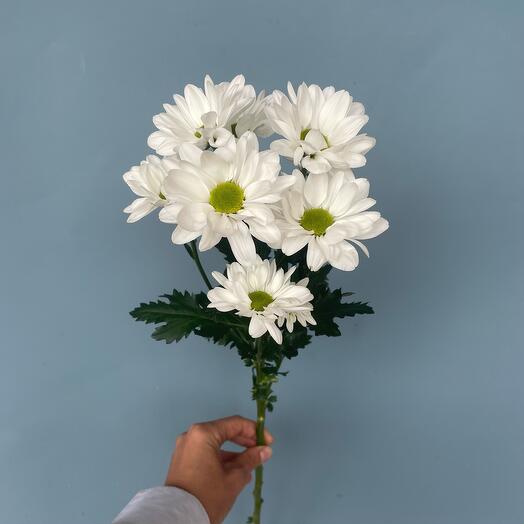 Хризантема Ромашки