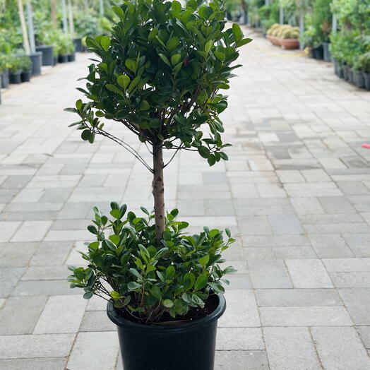 Ficus Multihead