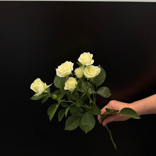 Rosa arbusto Snowflake