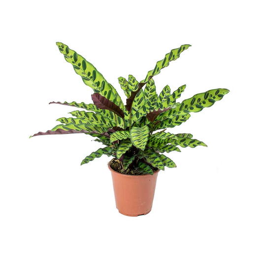 Calathea Lancifolia Plant – Rattlesnake plant -Plastic Pot