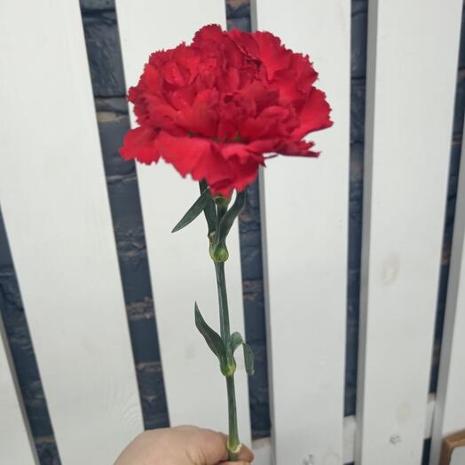 Гвоздика красная