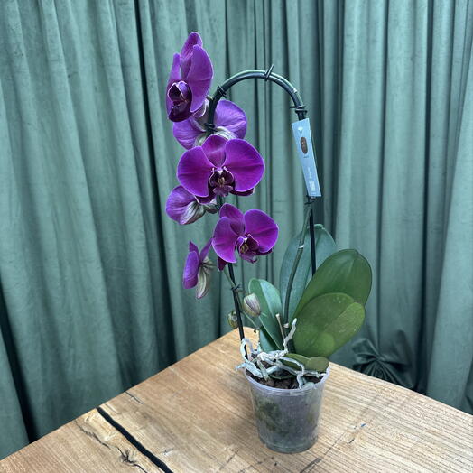 Love is Flower