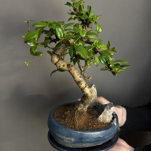 MisunFlora