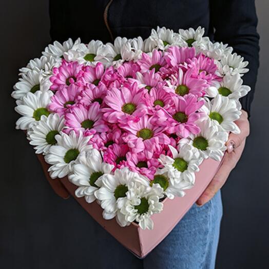 Heart chamomile