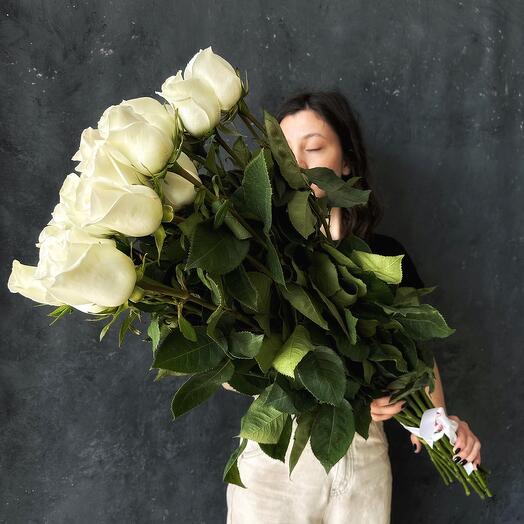 Dutch roses Alba 25 pcs