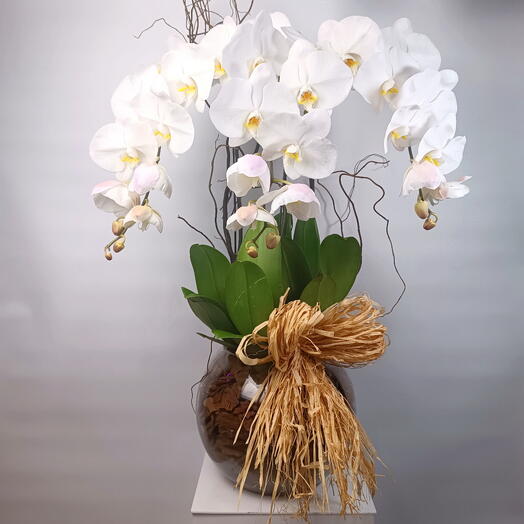 Orchids Phalaenopsis Plant