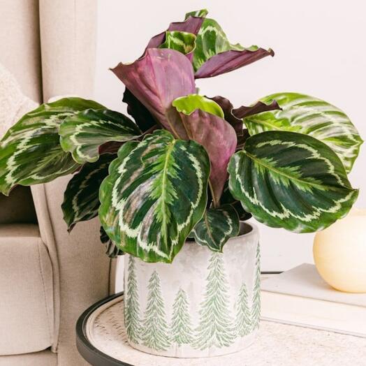 Calathea Medallion - Feuillage luxuriant