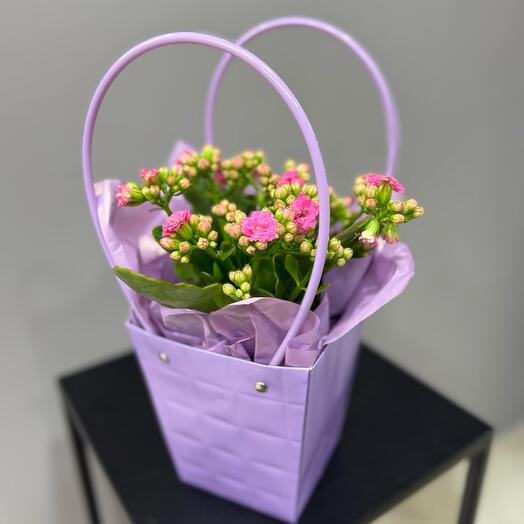 Каланхое