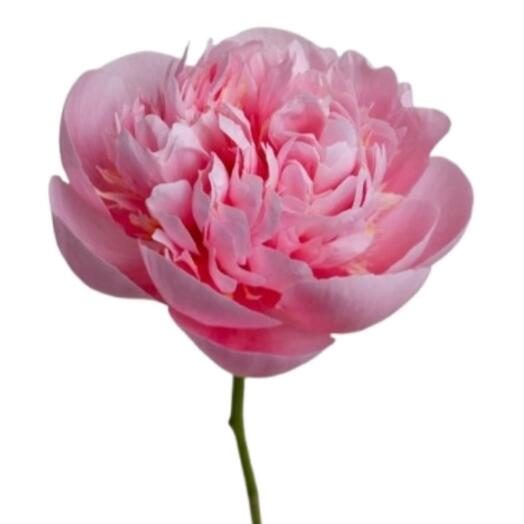 Peony Etched Salmon