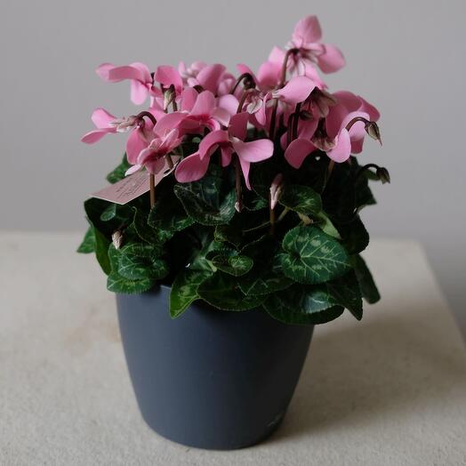 Цикламен Розовый