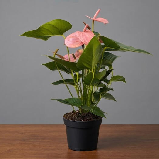 April_Plants