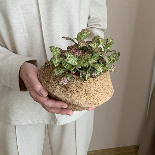 Dilyara verde