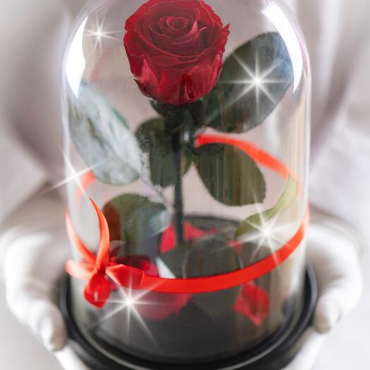 Rosa estabilizada en matraz Therosedome Premium Standart 7 cm, rojo