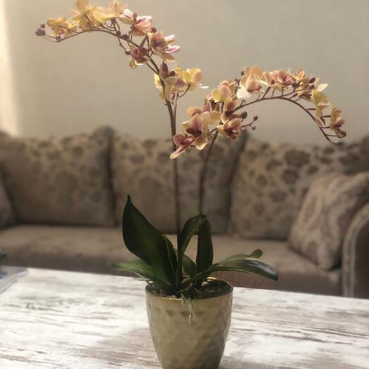 Орхідея в кашпо " Жар птиця»