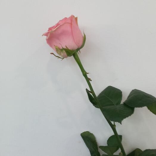 Rosa rosa