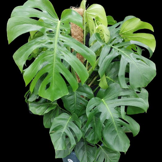 Monstera Indoor plant