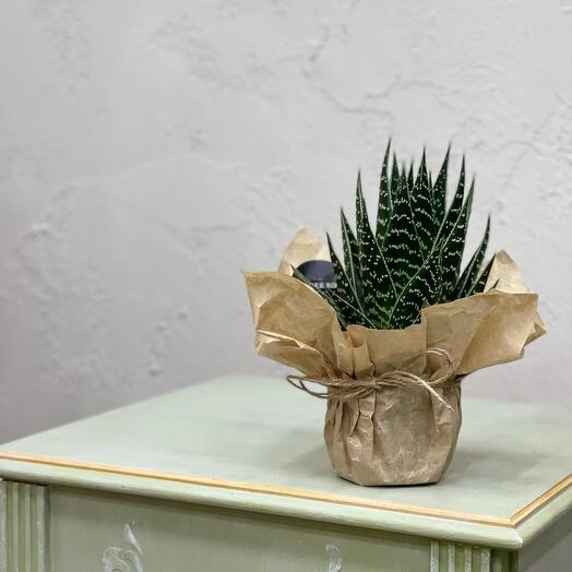 Алоэ «Тикки Такки»