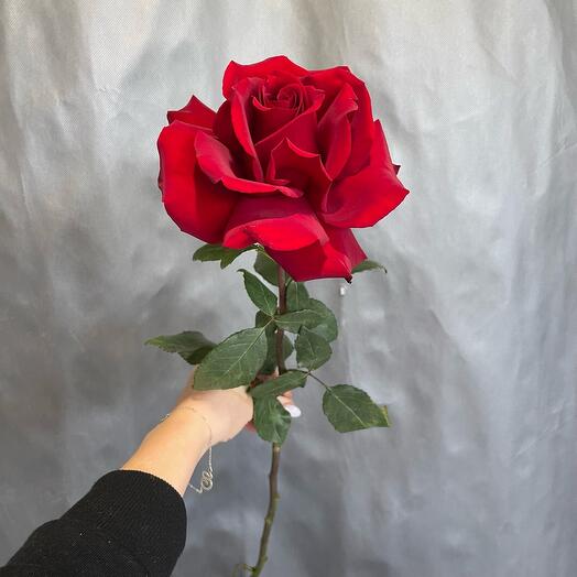 Красная французская роза🌹