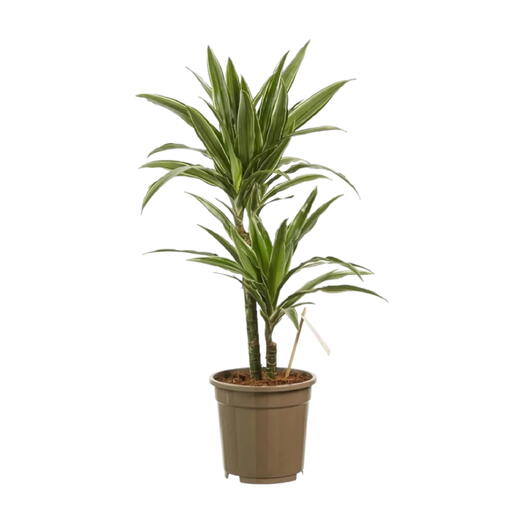 Dracaena Warneckii Plant (Dragon Plant, Corn Plant, Female Dragon)