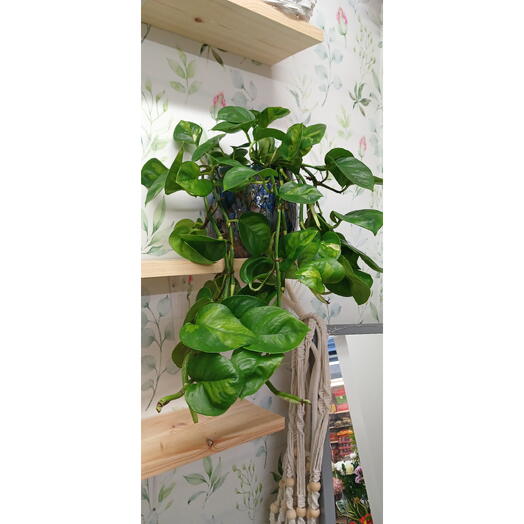 Pothos Plant indoor