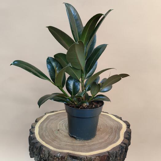 Фикус эластика Робуста