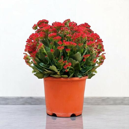 Kalanchoe Blossfeldiana Plant – Red Christmas Kalanchoe – Madagascar Widow s Thrill – Blooming Succulent Indoor Plant – 15cm
