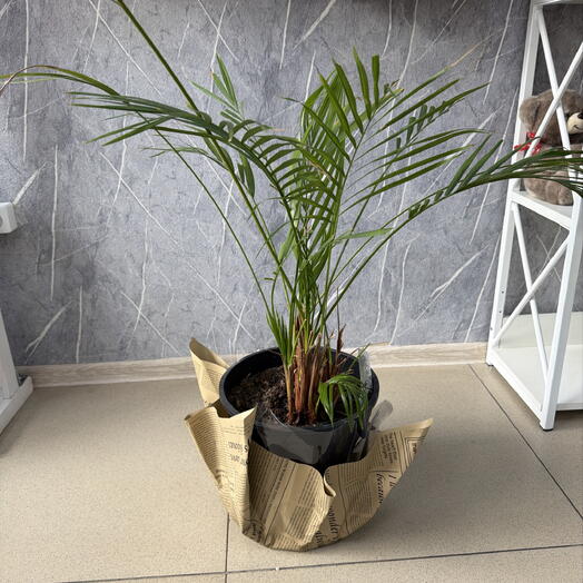 Лепестки счастья