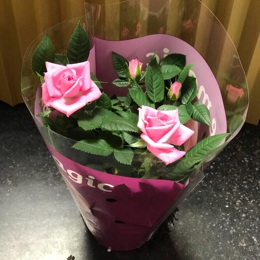 Bush rose
