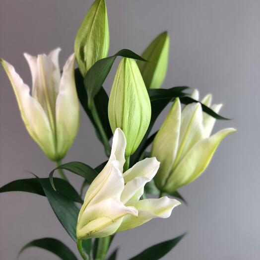 FloraMarket