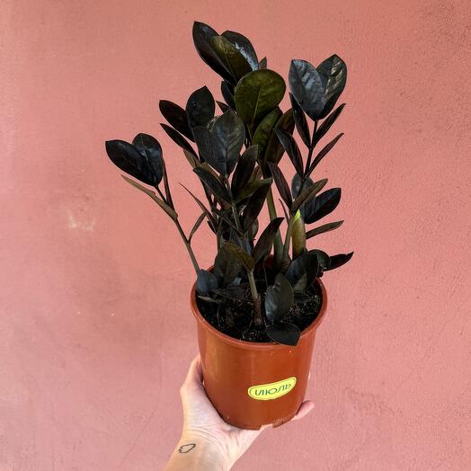 Замиокулькас Блэк Равен (чёрный)