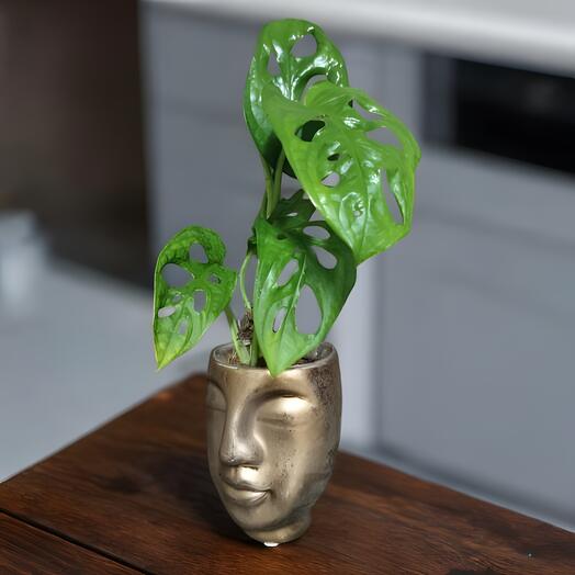 Monstera Monkey con maceta de cara