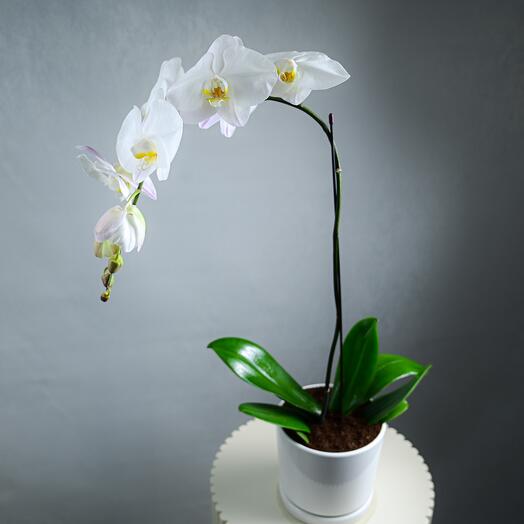 White Phalaenopsis Single Stem Plant-5505