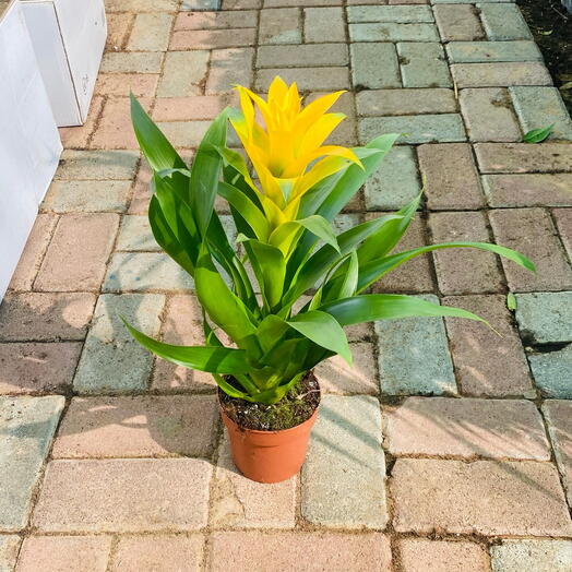 Guzmania Yellow