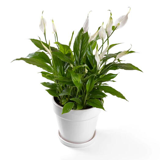 Spathiphyllum Plant – Peace Lily – White Sails – Spathe Flower