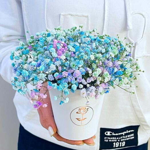 Gypsophila in a box