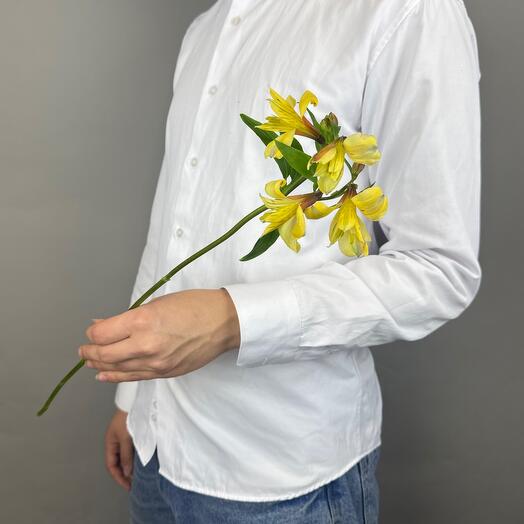 Желтая альстромерия