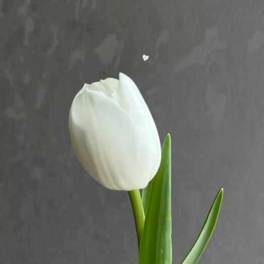 White tulip